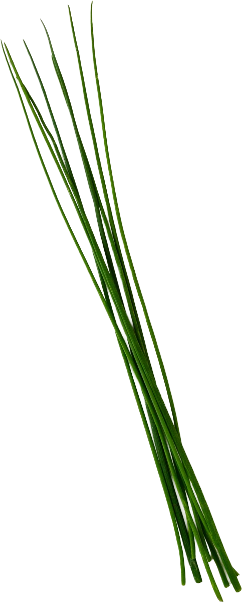 A bundle of whole chives, standing free against white.