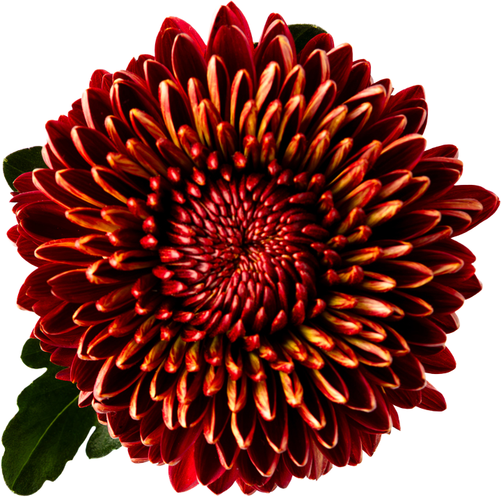 Dark red chrysanthemum with yellow-tipped petals, isolated against white, a few leaves below.