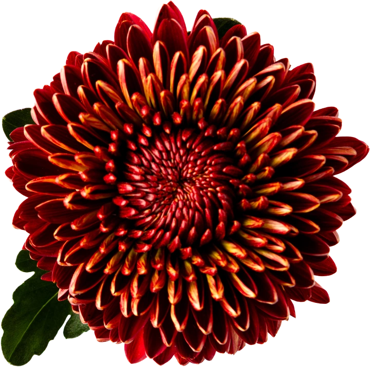 Donkerrode chrysant met geel getipte bloembladen en enkele bladeren, vrijstaand op wit