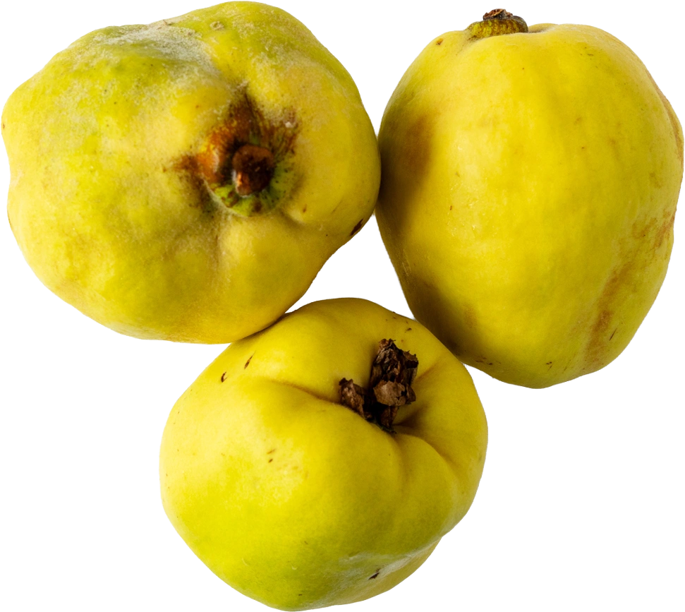 Three yellow quinces with brown stem remnants and down on the skin