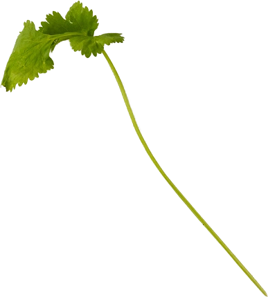 A sprig of coriander with one leaf on a long stem, cut out against a white background.