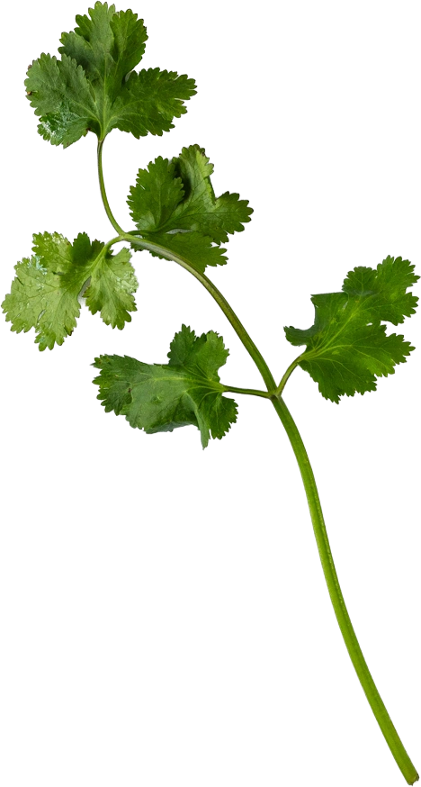 A sprig of coriander with five leaves on a long stem, cut out.