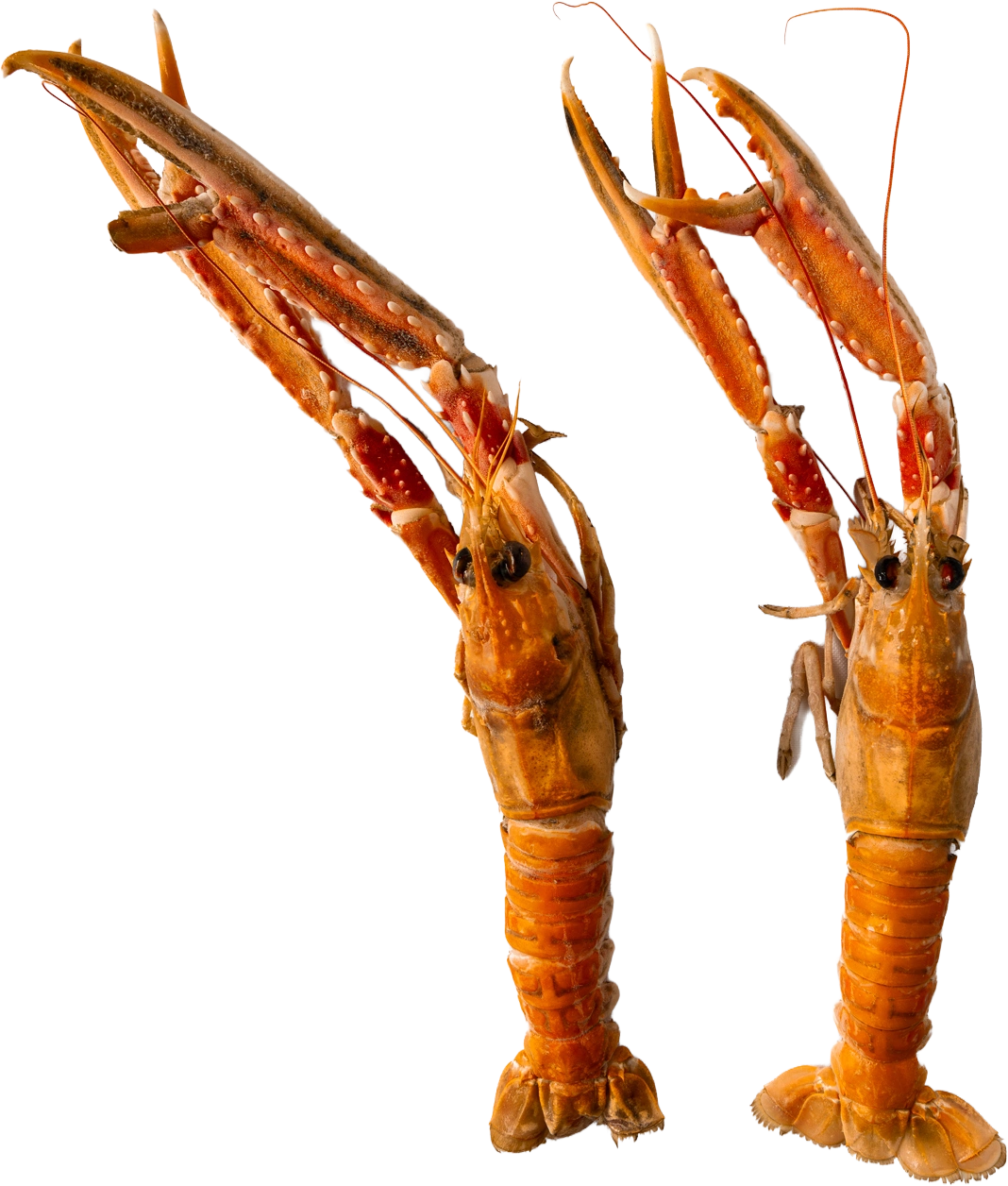 Twee hele langoustines met opgeheven scharen, uitgesneden op wit, het signatuurgerecht van Niels