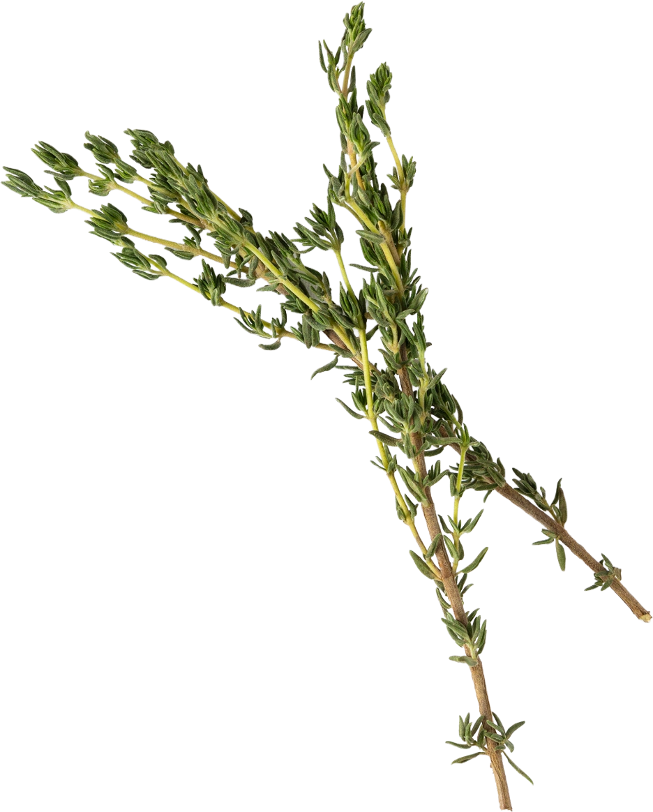 Two sprigs of thyme, cut out on white