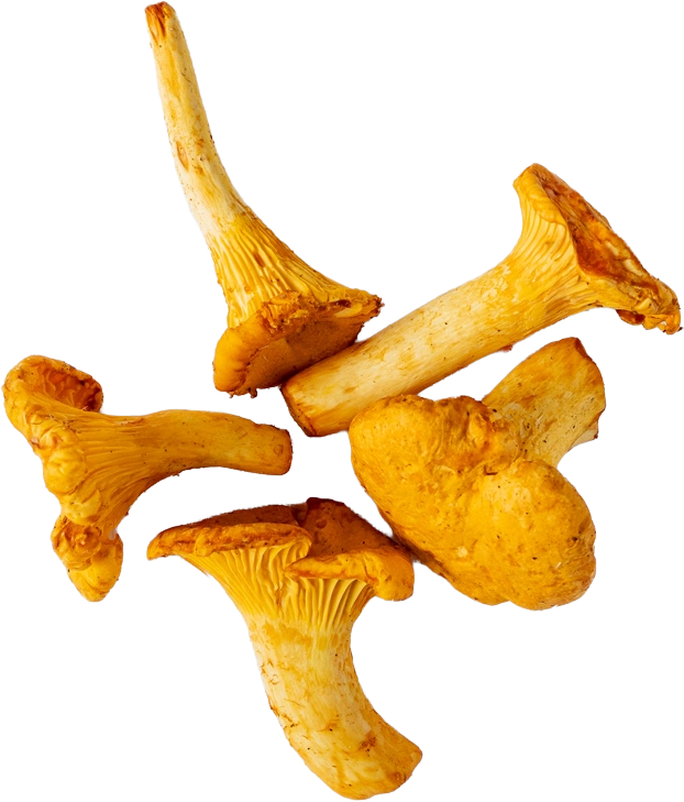 Five whole chanterelles against a white background.